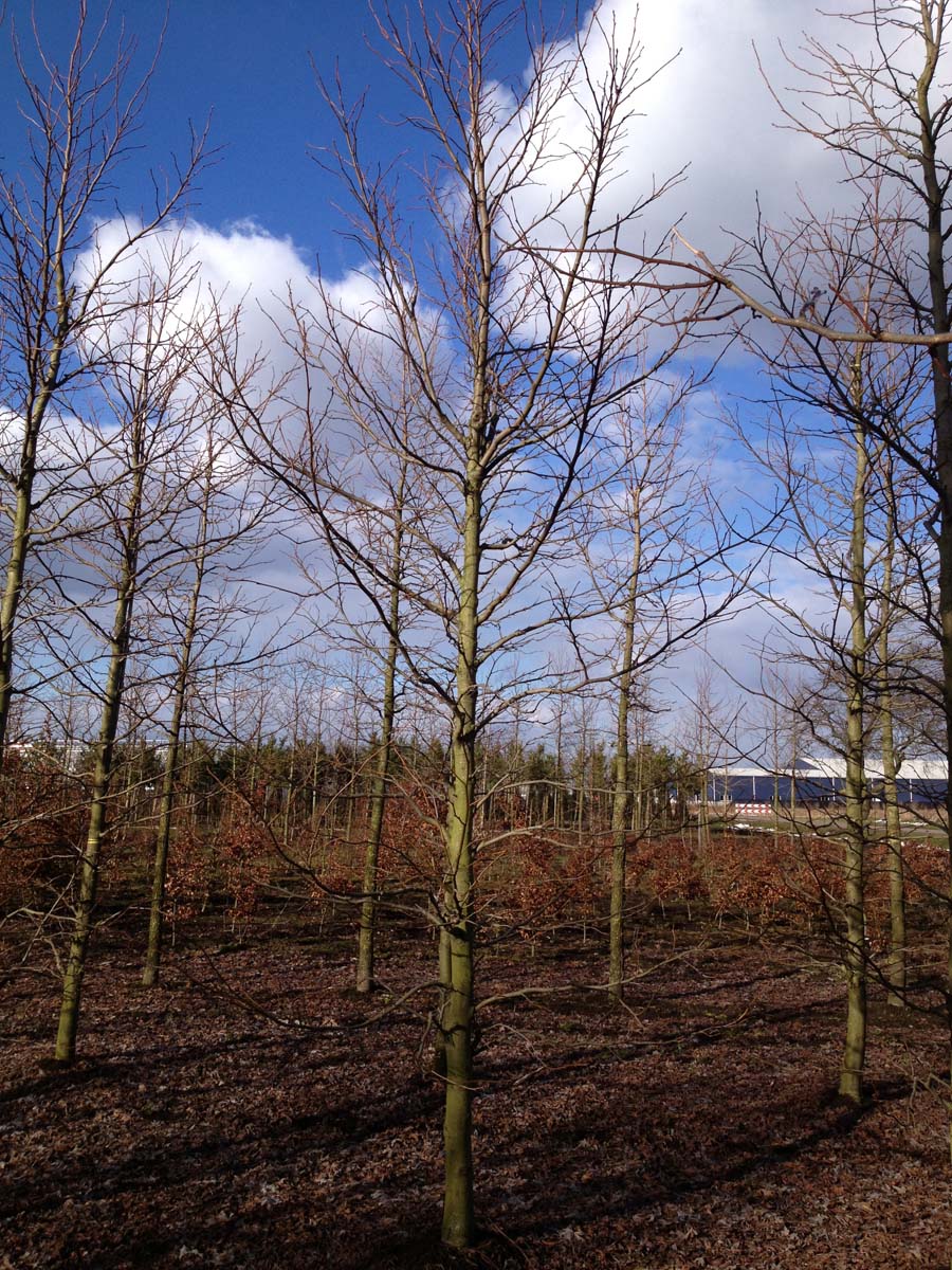 LISTYRAC20-25HODR stamomtrek 20-25