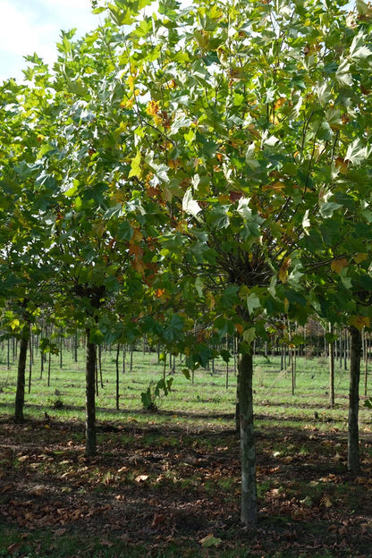 PLHISPAN20-25HODR stamomtrek 20-25