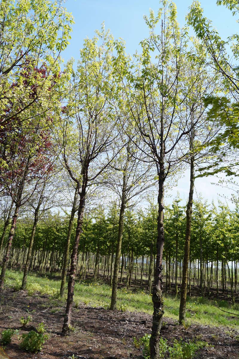 PRSERRUL20-25HODR stamomtrek 20-25