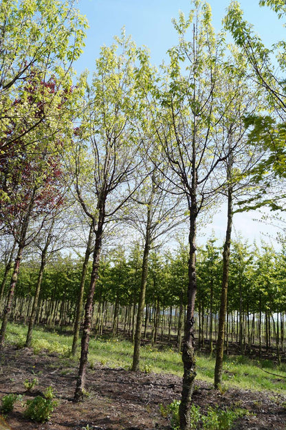 PRSERRUL20-25HODR stamomtrek 20-25