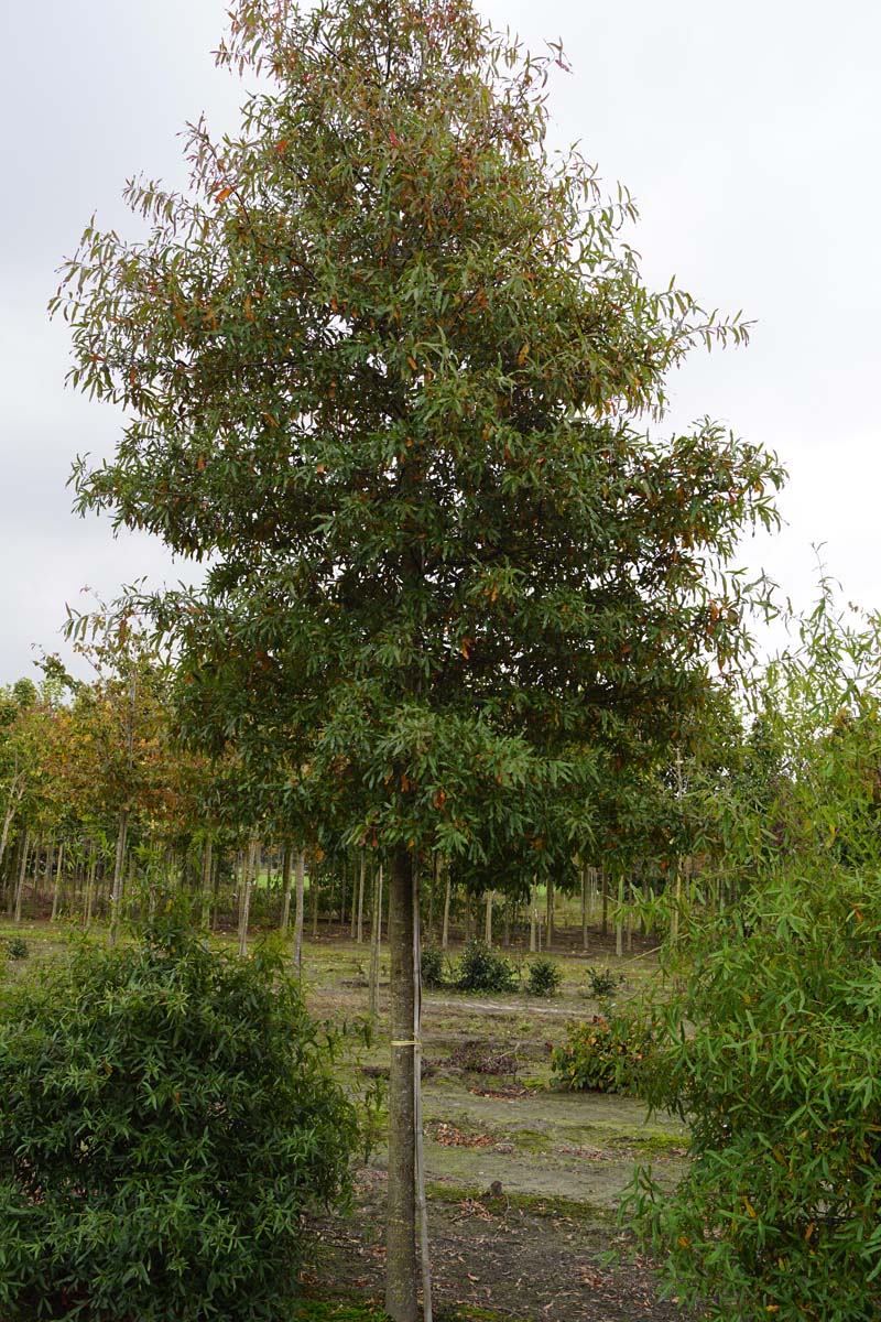 QUPHELLO20-25HODR stamomtrek 20-25