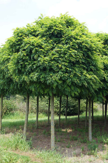 ROPUMBRA25-30HODR stamomtrek 25-30