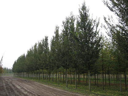 ULLOBEL25-30HODR stamomtrek 25-30