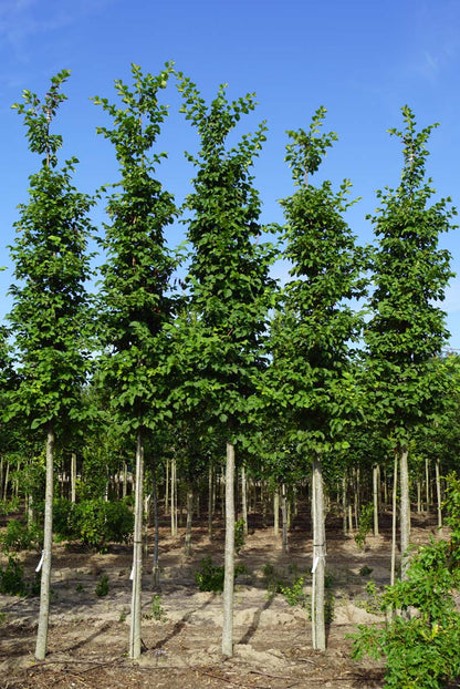 ULNANGUE25-30HODR stamomtrek 25-30