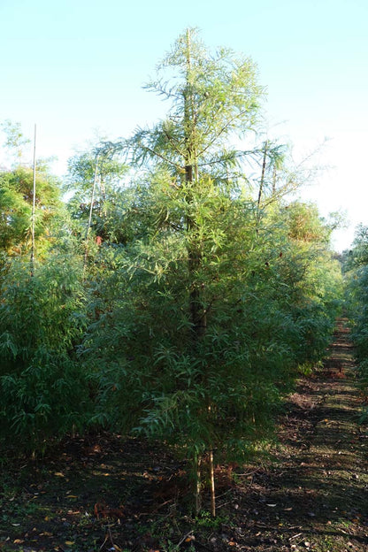 TADISTIC14-16HODRGEV stamomtrek 14-16