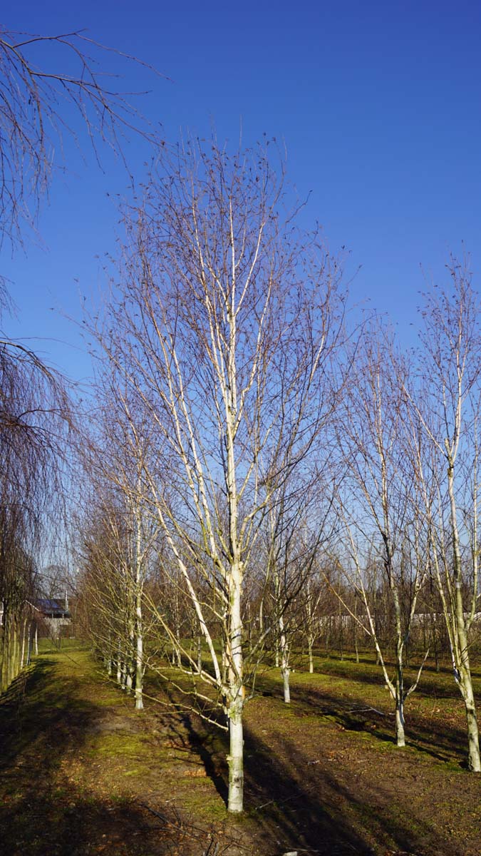 BEUDOORE30-35HODRGEV stamomtrek 30-35