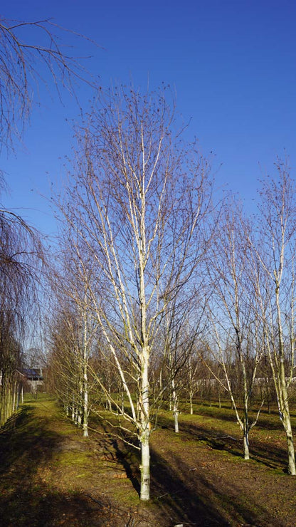 BEUDOORE30-35HODRGEV stamomtrek 30-35