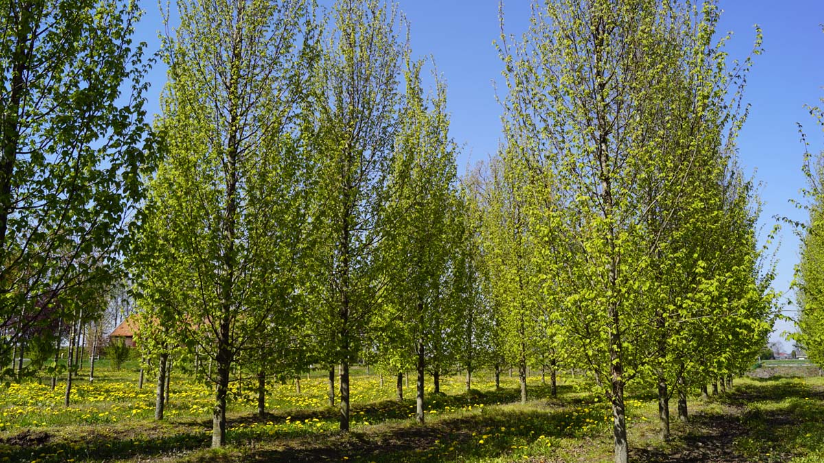 CABFFONT35-40HODRGEV stamomtrek 35-40