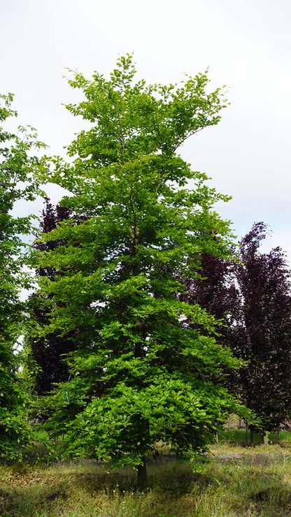 FASYLVAT35-40HODRGEV stamomtrek 35-40