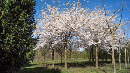 PRYEDOEN60-70HODR250STAM stamomtrek 50-60