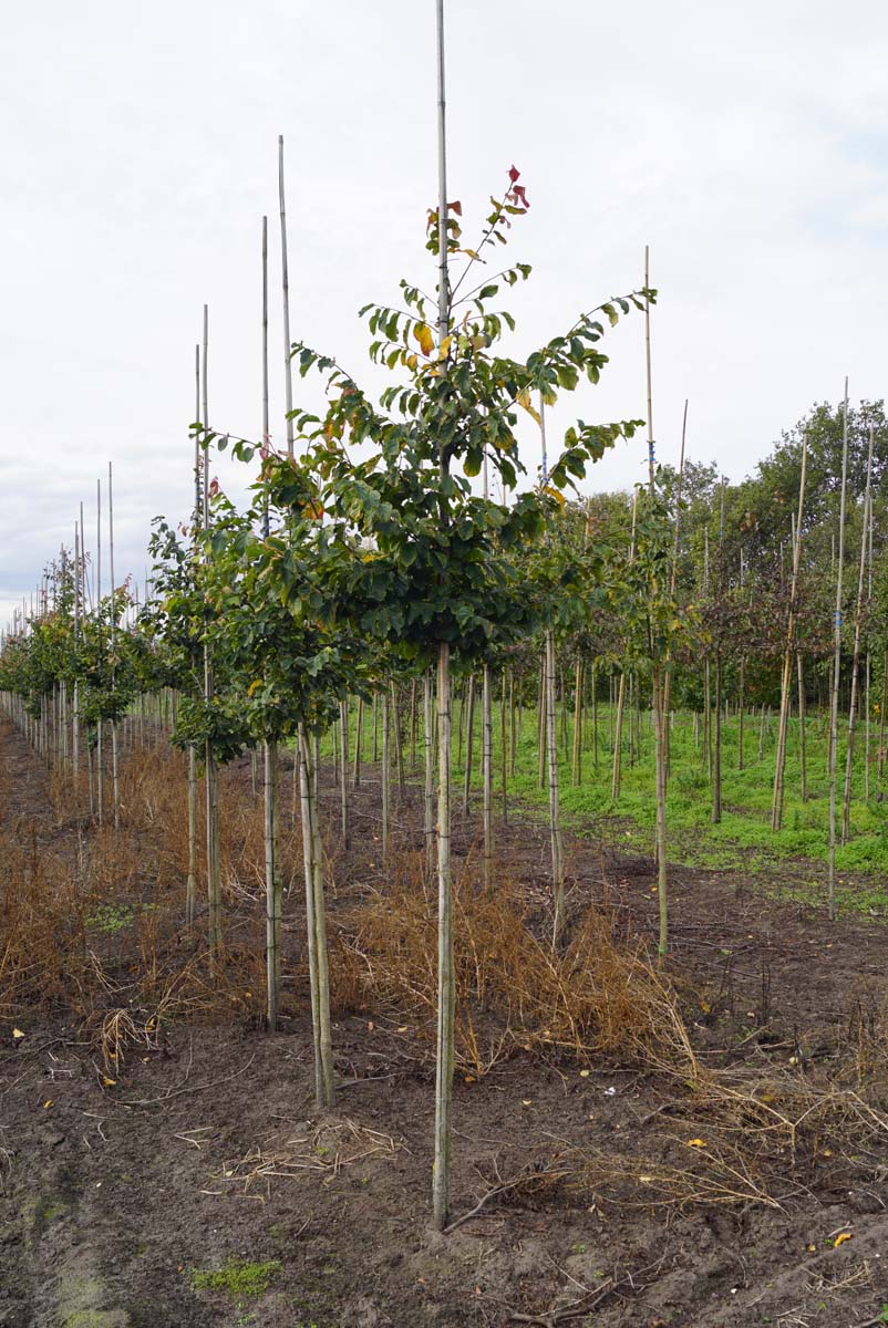 PAPVANES8-10HODR stamomtrek 8-10