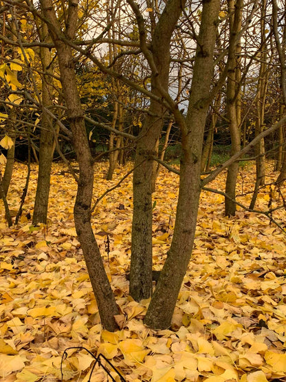 Ginkgo biloba Tuinplanten herfstkleur