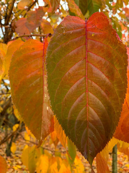 Prunus serrulata 'Taihaku' haagplant herfstkleur