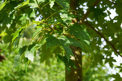 Acer freemanii 'Celzam' meerstammig / struik blad