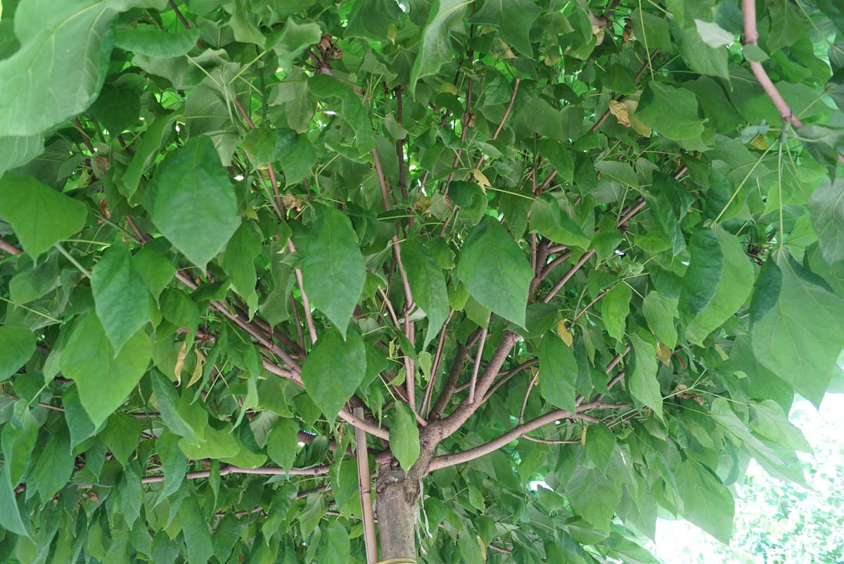 Catalpa bignonioides 'Nana' Tuinplanten kroon