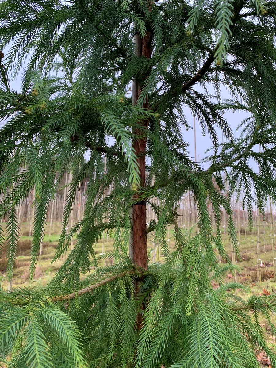 Cryptomeria japonica op stam naald
