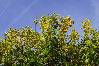 Exochorda korolkowii meerstammig / struik blad
