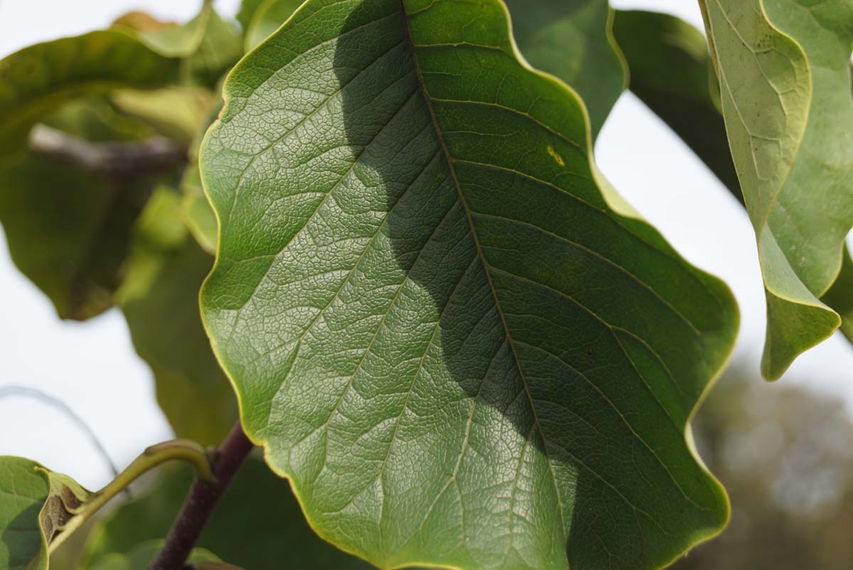 Magnolia 'Big Dude' meerstammig / struik blad