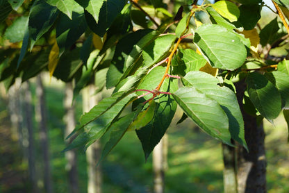 Prunus avium 'John Frost' op stam blad