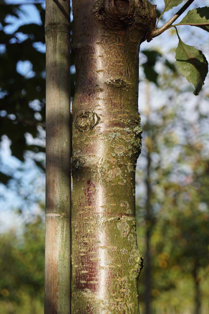 Prunus serrulata 'Hokusai' op stam stam