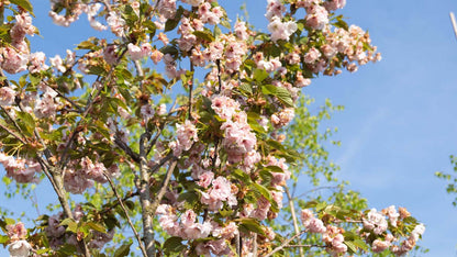 Prunus serrulata 'Hokusai' op stam bloesem