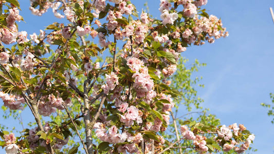 Prunus serrulata 'Hokusai' meerstammig / struik bloesem