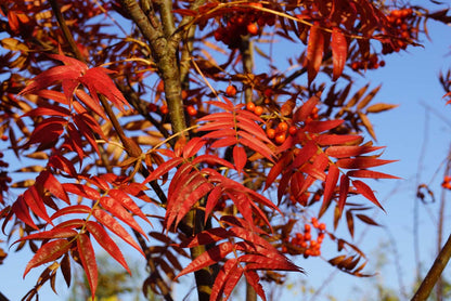 Sorbus 'Dodong' haagplant herfstkleur