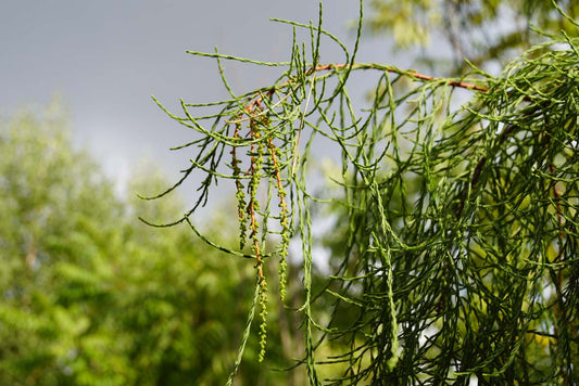 Taxodium distichum imbricatum solitair twijg