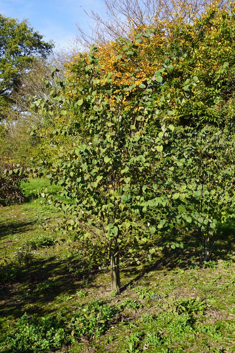 Acer japonicum meerstammig / struik meerstammig