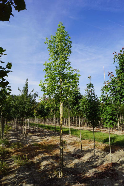 Acer negundo op stam op stam