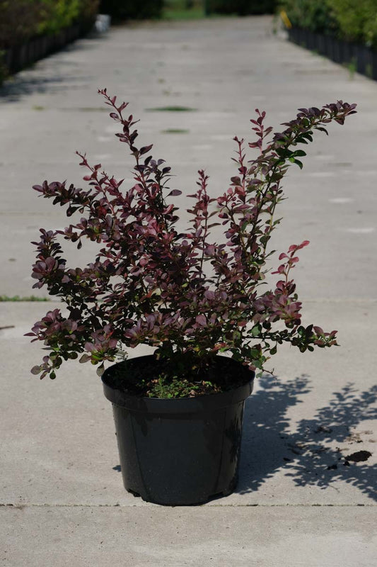Berberis thunbergii Tuinplanten tuinplant
