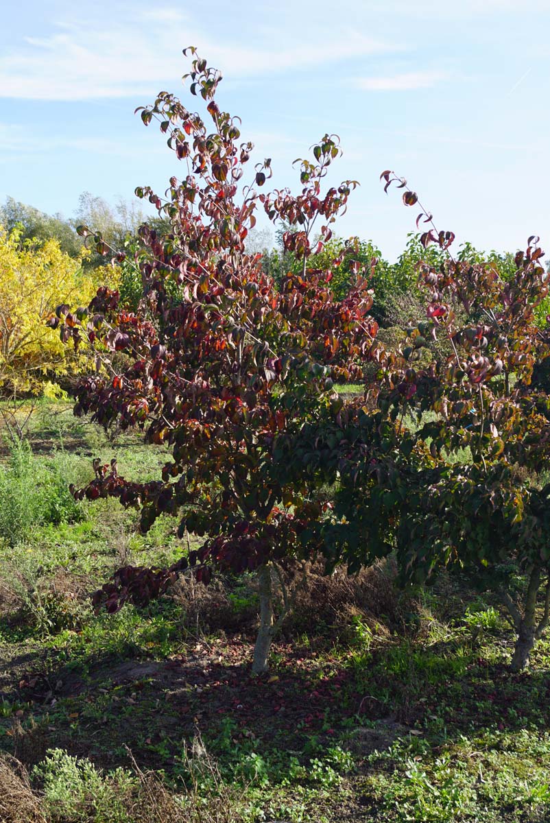 Cornus kousa 'Teutonia' solitair solitair