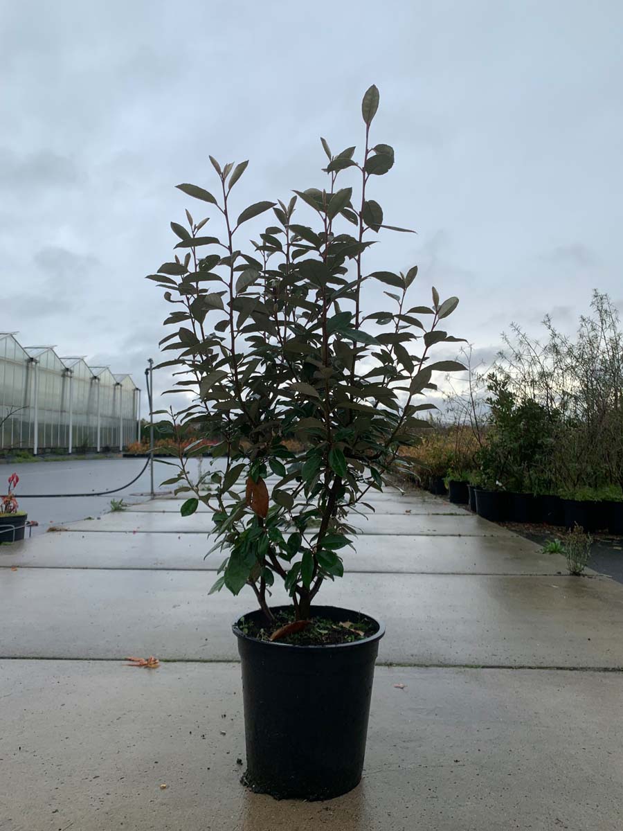 Elaeagnus ebbingei Tuinplanten tuinplanten
