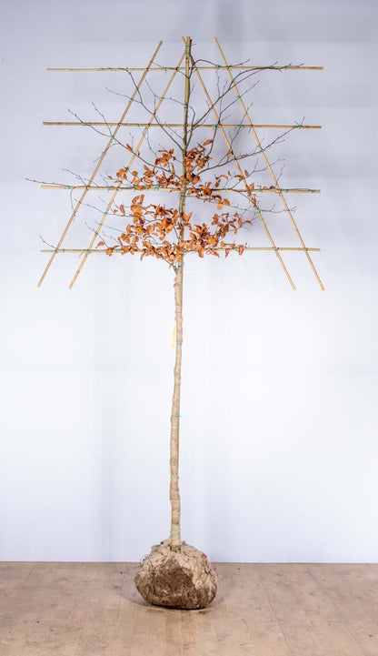 Fagus sylvatica 'Atropunicea' leiboom leiboom