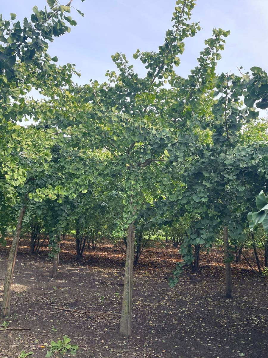 Ginkgo biloba 'Horizontalis' op stam op stam