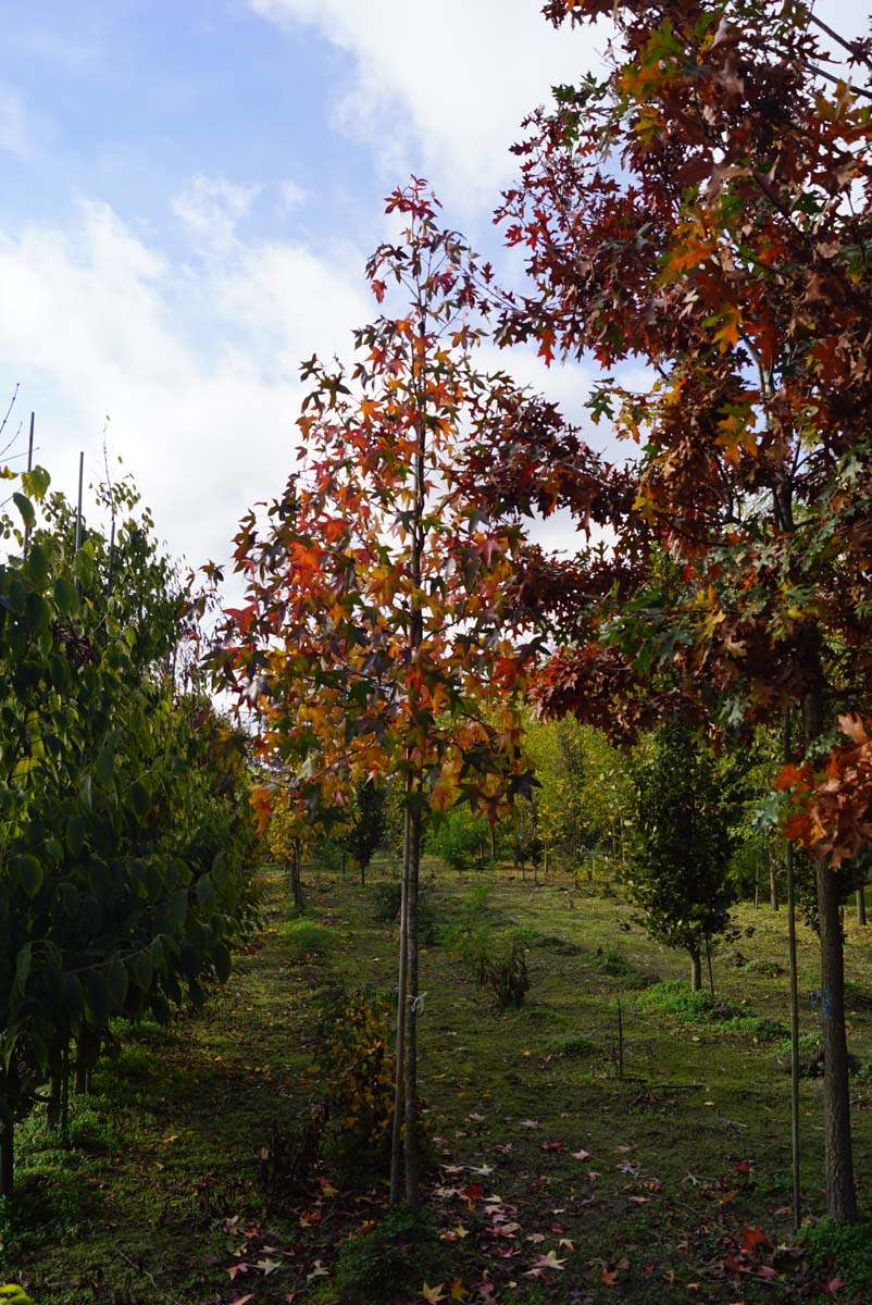 Liquidambar styraciflua 'Moraine' op stam op stam