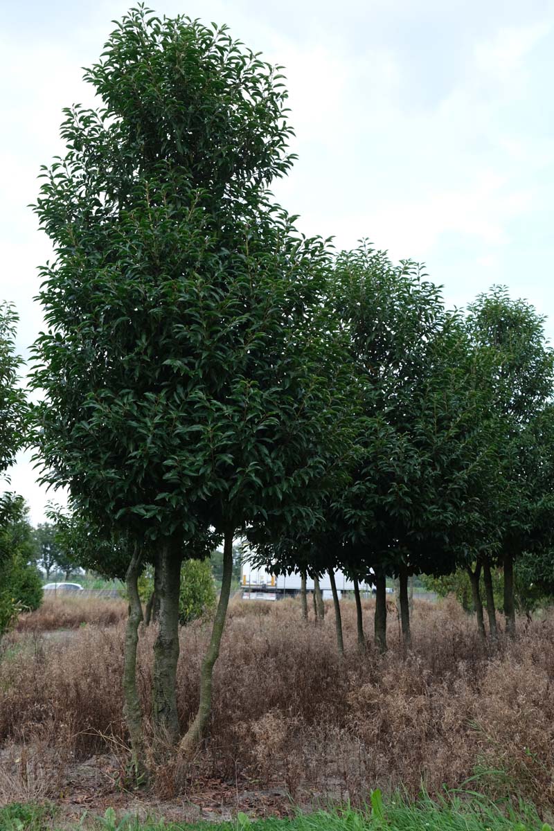 Prunus lusitanica meerstammig / struik meerstammig