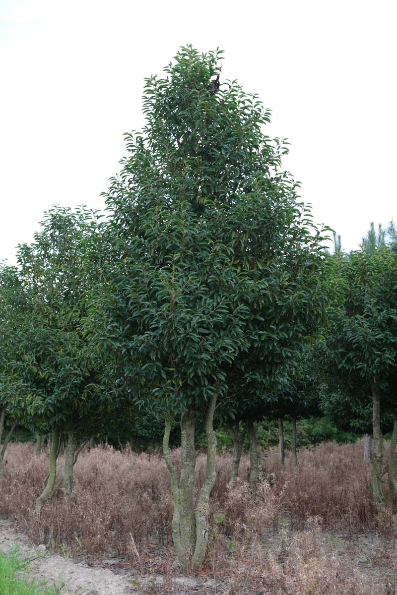 Prunus lusitanica meerstammig / struik meerstammig