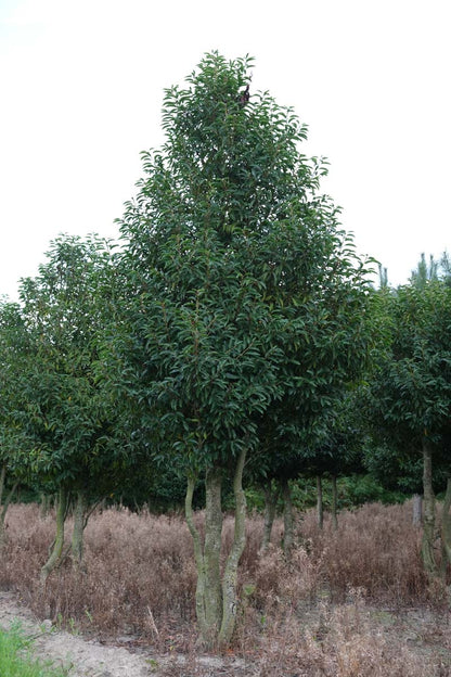 Prunus lusitanica meerstammig / struik meerstammig