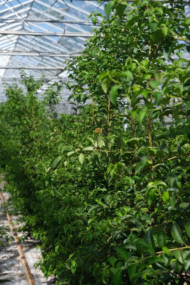 Prunus lusitanica 'Brenelia' haagplant haagplant