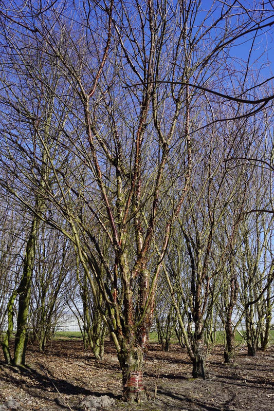 Prunus serrula solitair solitair