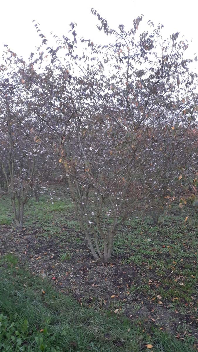 Prunus subhirtella 'Autumnalis Rosea' meerstammig / struik meerstammig