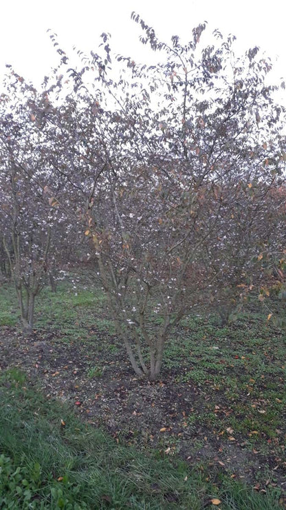 Prunus subhirtella 'Autumnalis Rosea' meerstammig / struik meerstammig