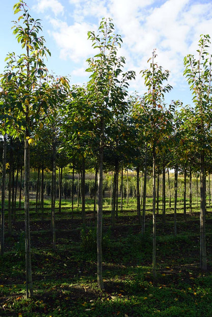 PRSHOKUS18-20HODR stamomtrek 18-20