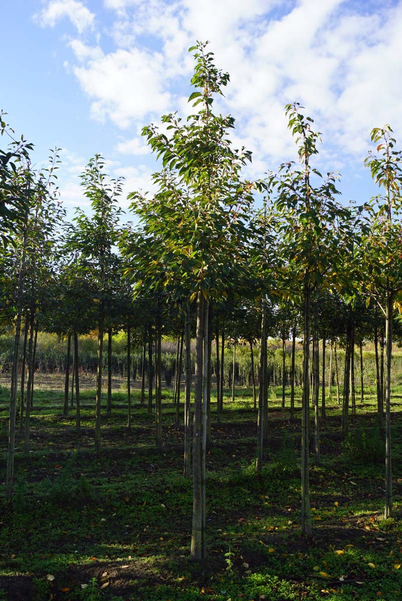 PRSHOKUS20-25HODR stamomtrek 20-25