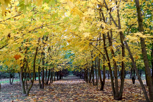 Acer platanoides 'Emerald Queen' solitair herfstkleur