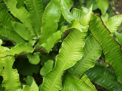 Asplenium scolopendrium blad