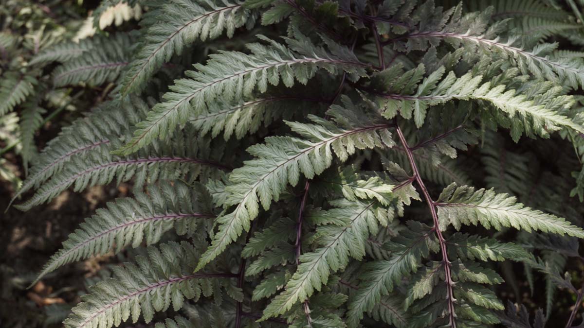 Athyrium niponicum pictum blad