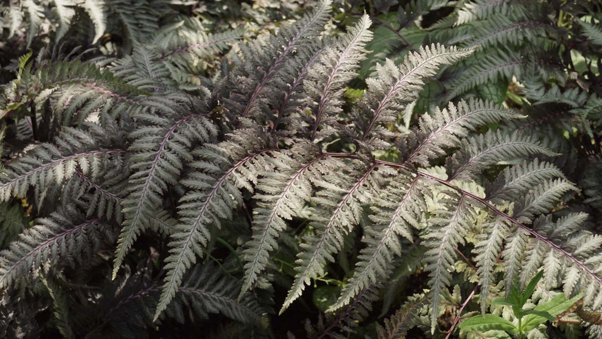 Athyrium niponicum pictum blad