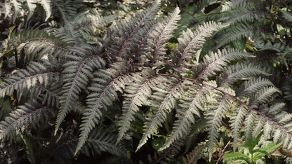 Athyrium niponicum pictum blad
